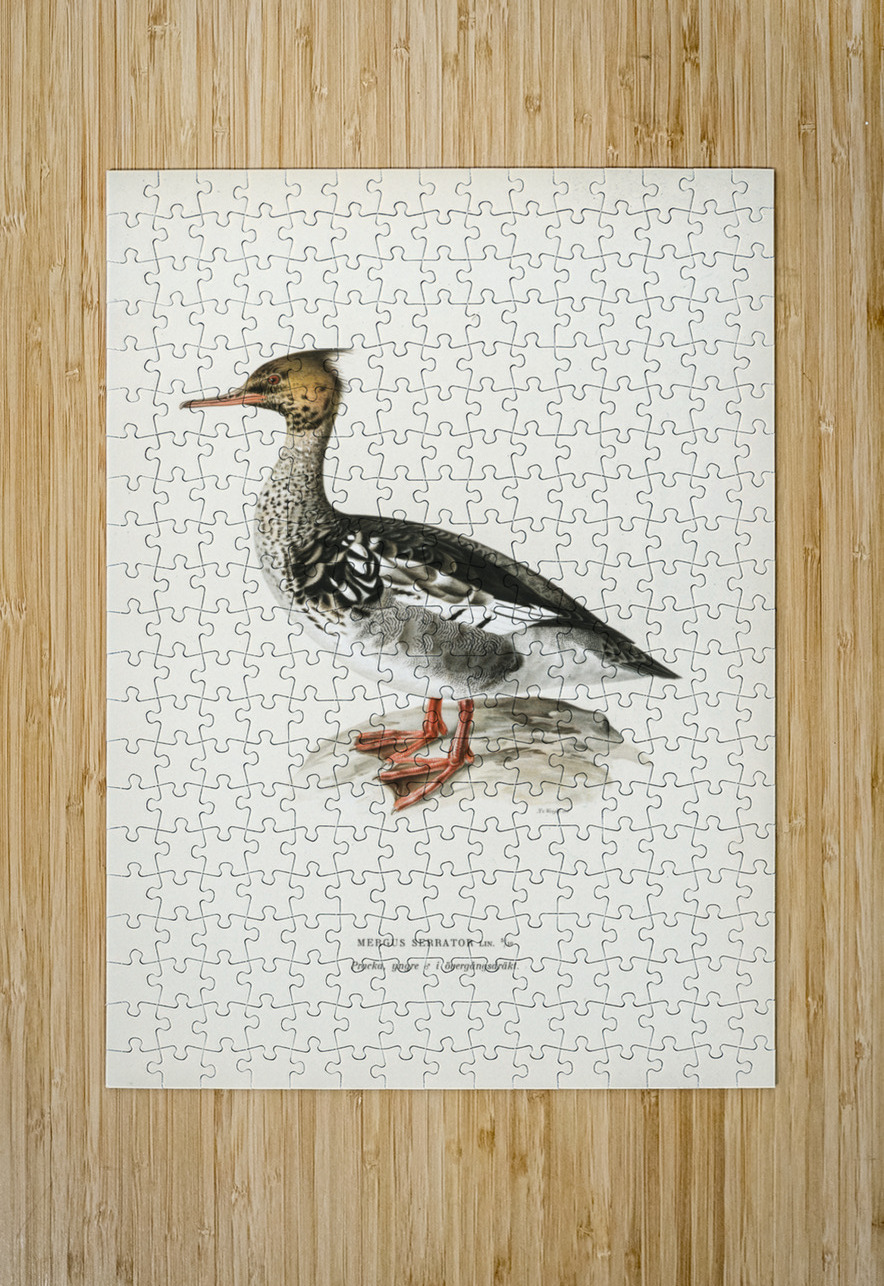 Mergus serrator IStockHistory com Puzzle printing