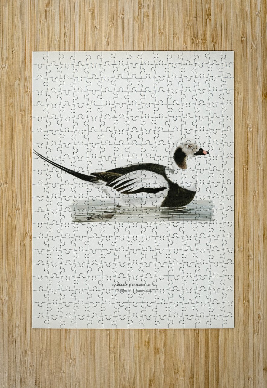 Long-tailed Duck male Harelda hyemalis IStockHistory com Puzzle printing