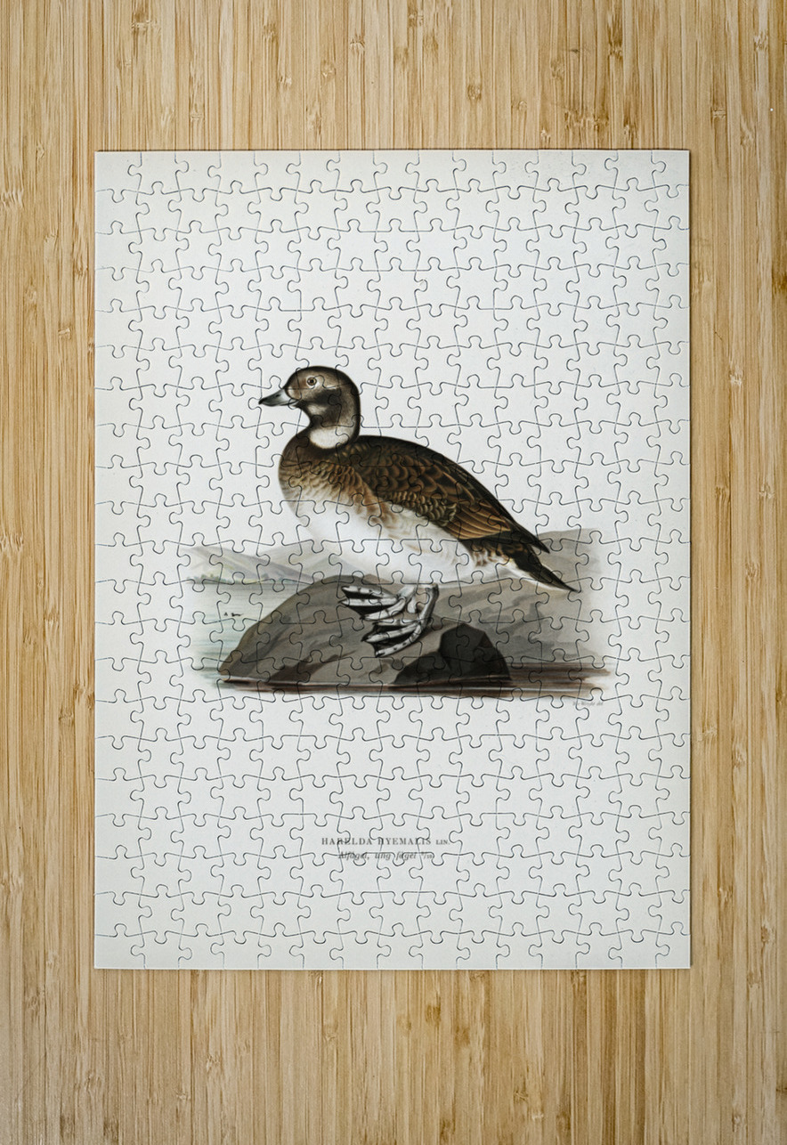 Long-tailed Duck Harelda hyemalis IStockHistory com Puzzle printing