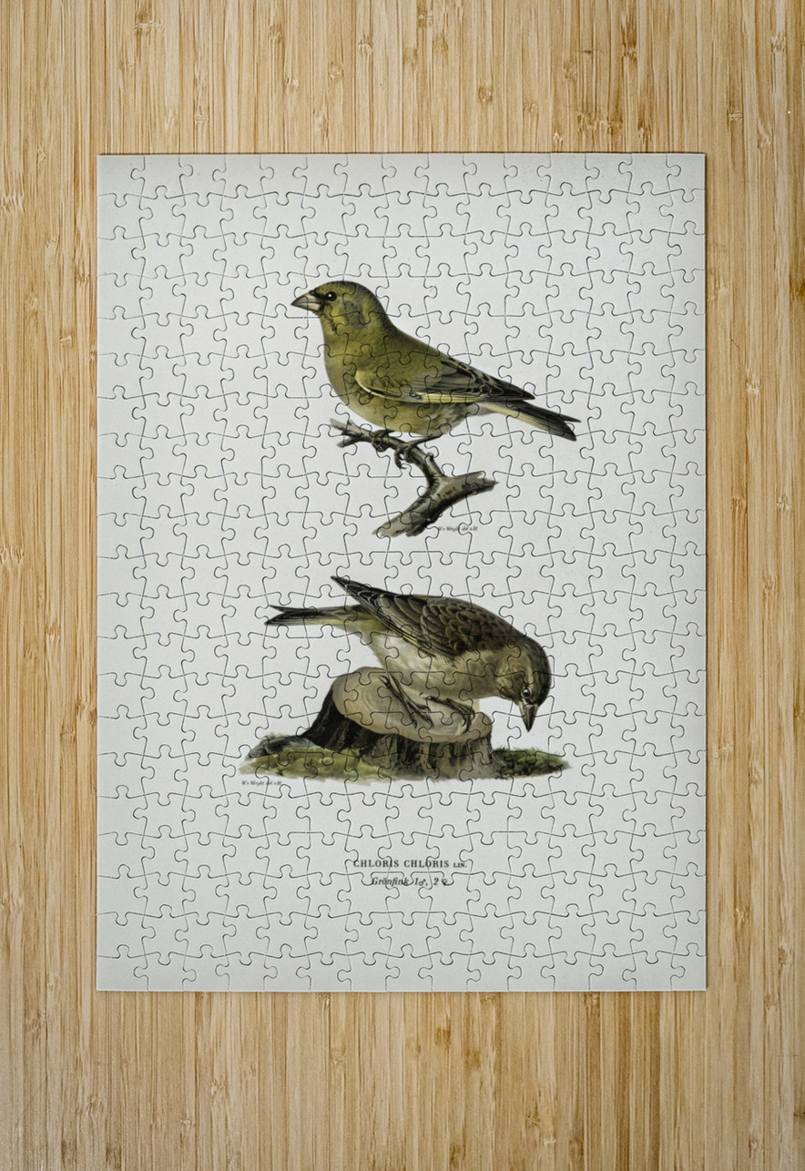 Chloris Chloris IStockHistory com Puzzle printing