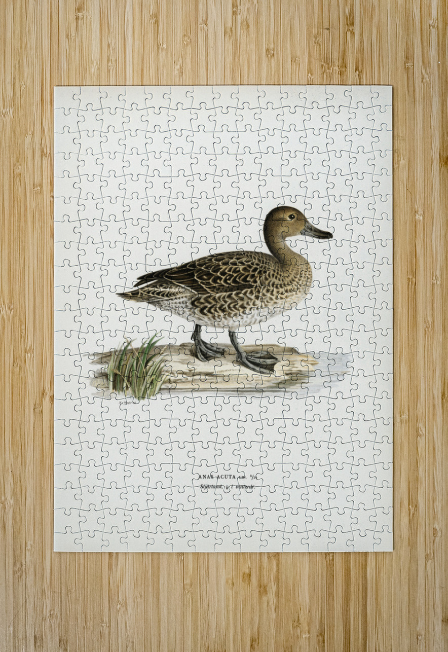 Pintail Anas acuta IStockHistory com Puzzle printing