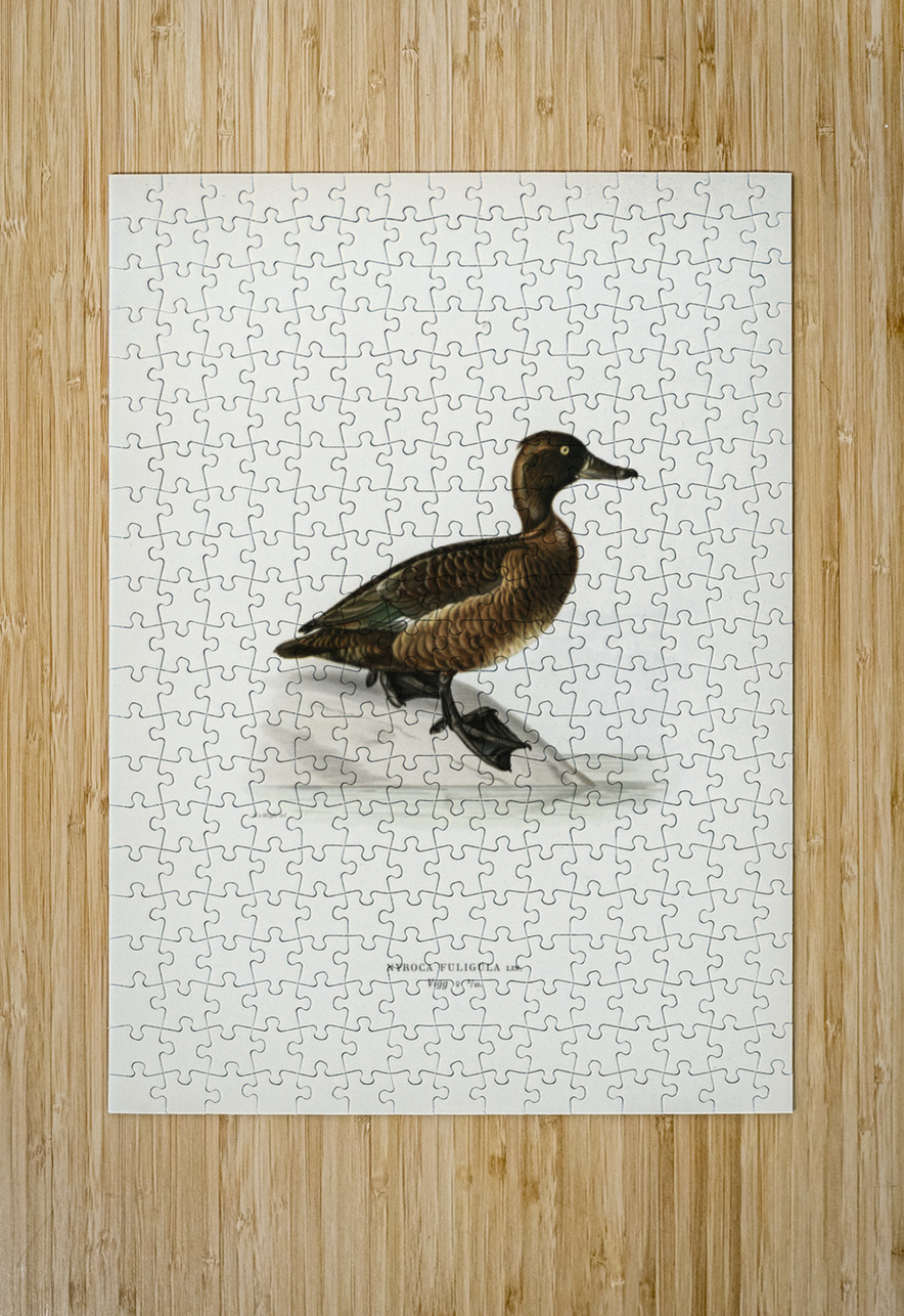 Ferruginous duck female Nyroca fuligule IStockHistory com Puzzle printing
