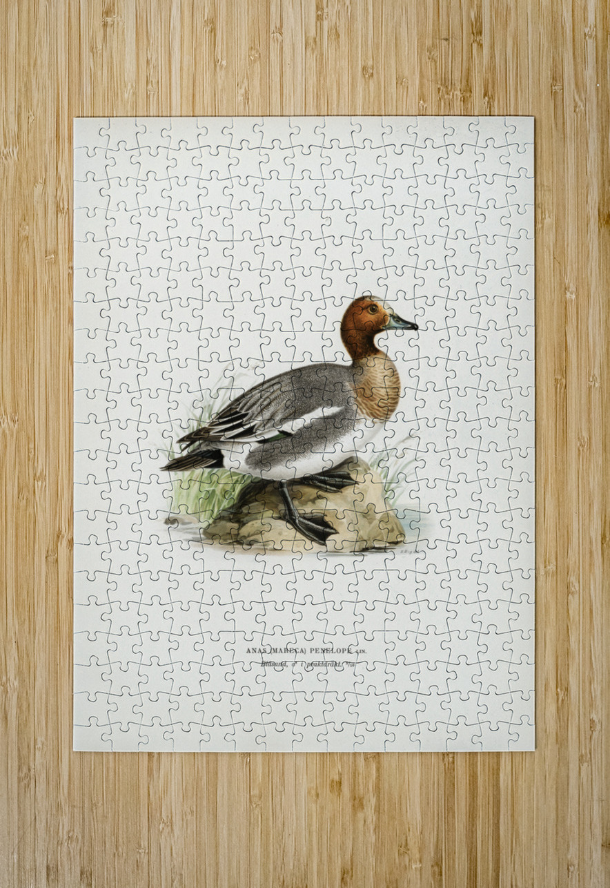 Eurasian wigeon Anasmereca penelope. IStockHistory com Puzzle printing