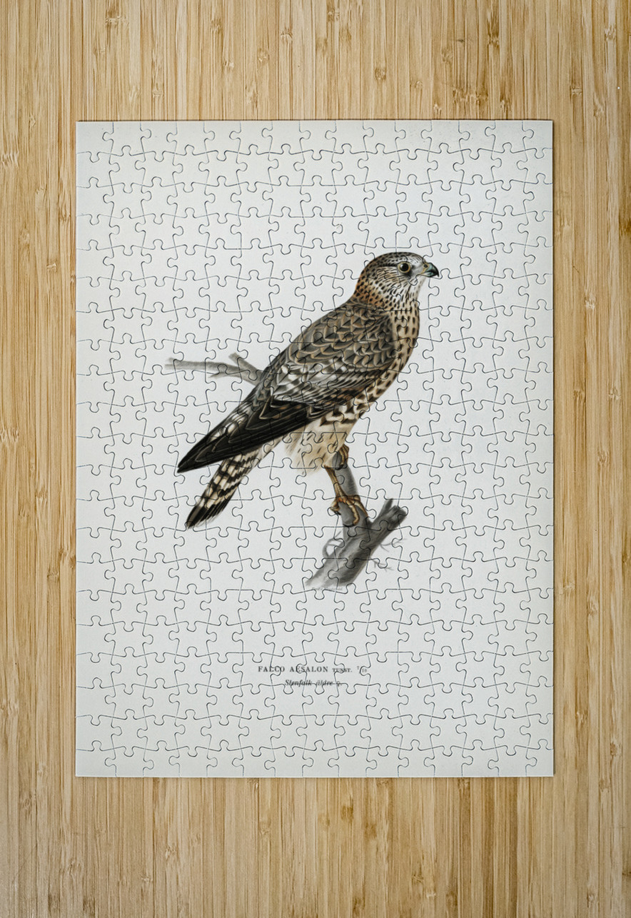 Merlin female Falco aesalon IStockHistory com Puzzle printing