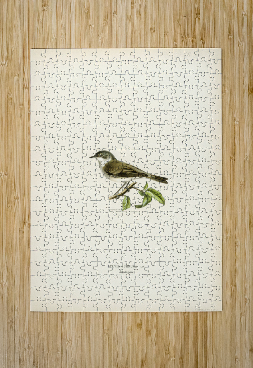 Sylvia curruca Lesser whitethroat IStockHistory com Puzzle printing
