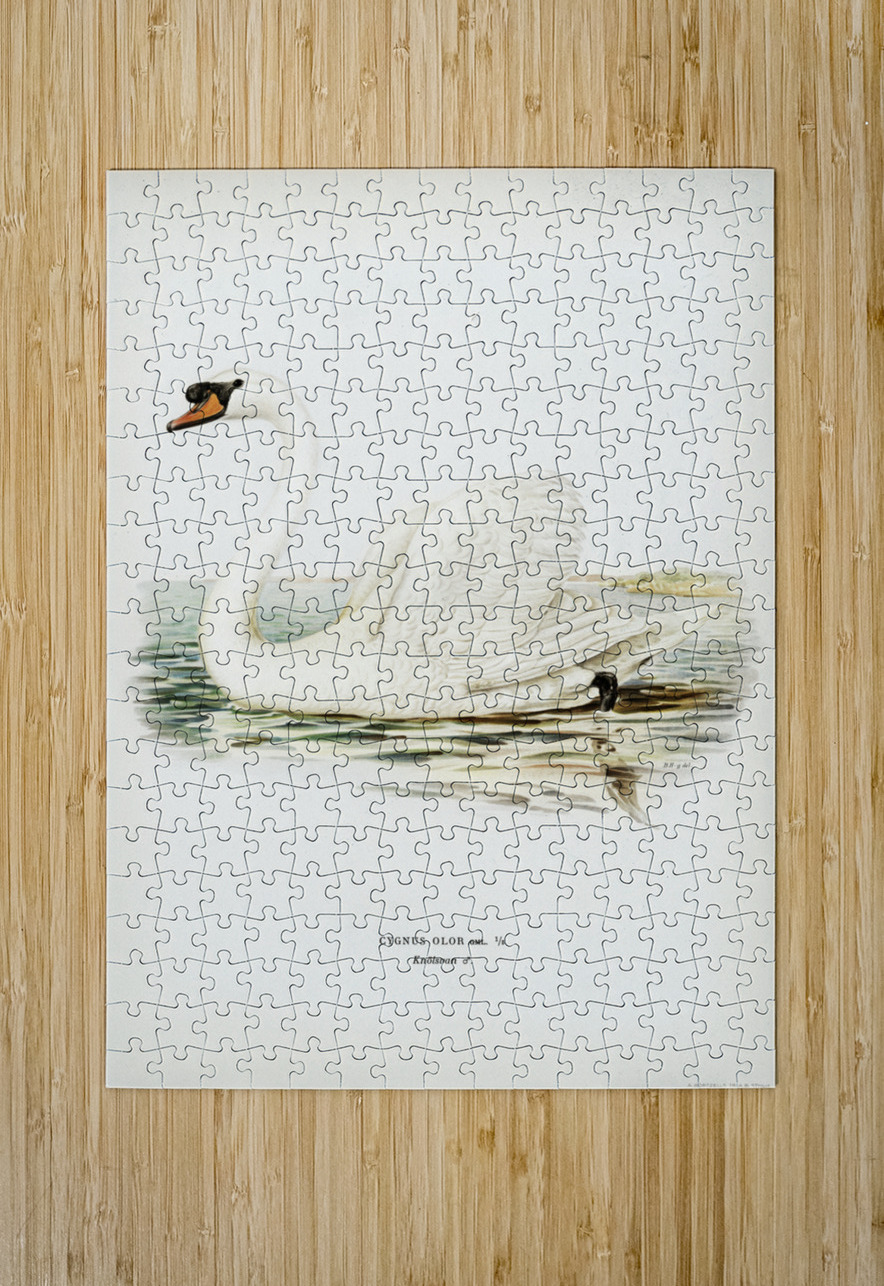 Mute Swan male Cygnus olor IStockHistory com Puzzle printing