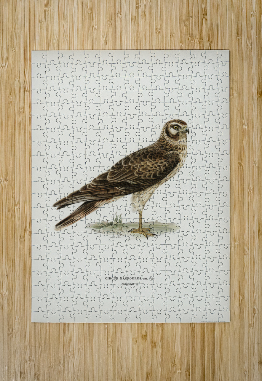 Pale Harrier Pallid Harrier female Circus macrourus IStockHistory com Puzzle printing