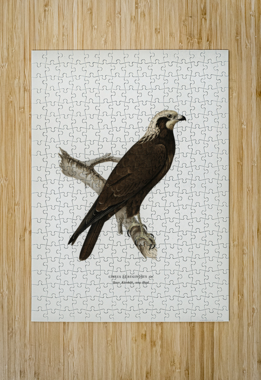 Marsh Harrier Circus aeruginosus IStockHistory com Puzzle printing