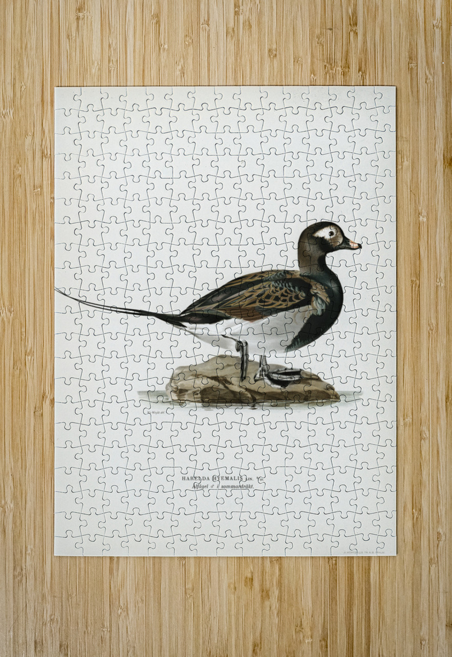 Long-tailed Duck male Harelda hyemalis IStockHistory com Puzzle printing