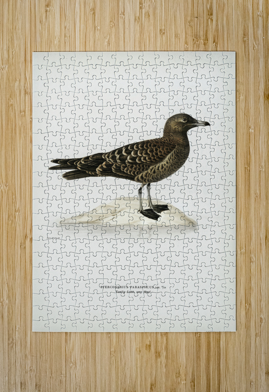 Parasitic jaeger Stercorarius parasiticus IStockHistory com Puzzle printing