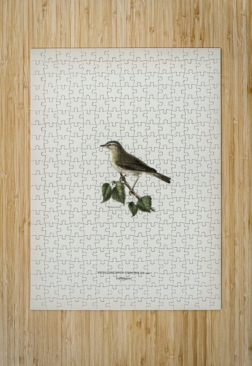 Willow Warbler Phylloscopus trochilus IStockHistory com Puzzle printing