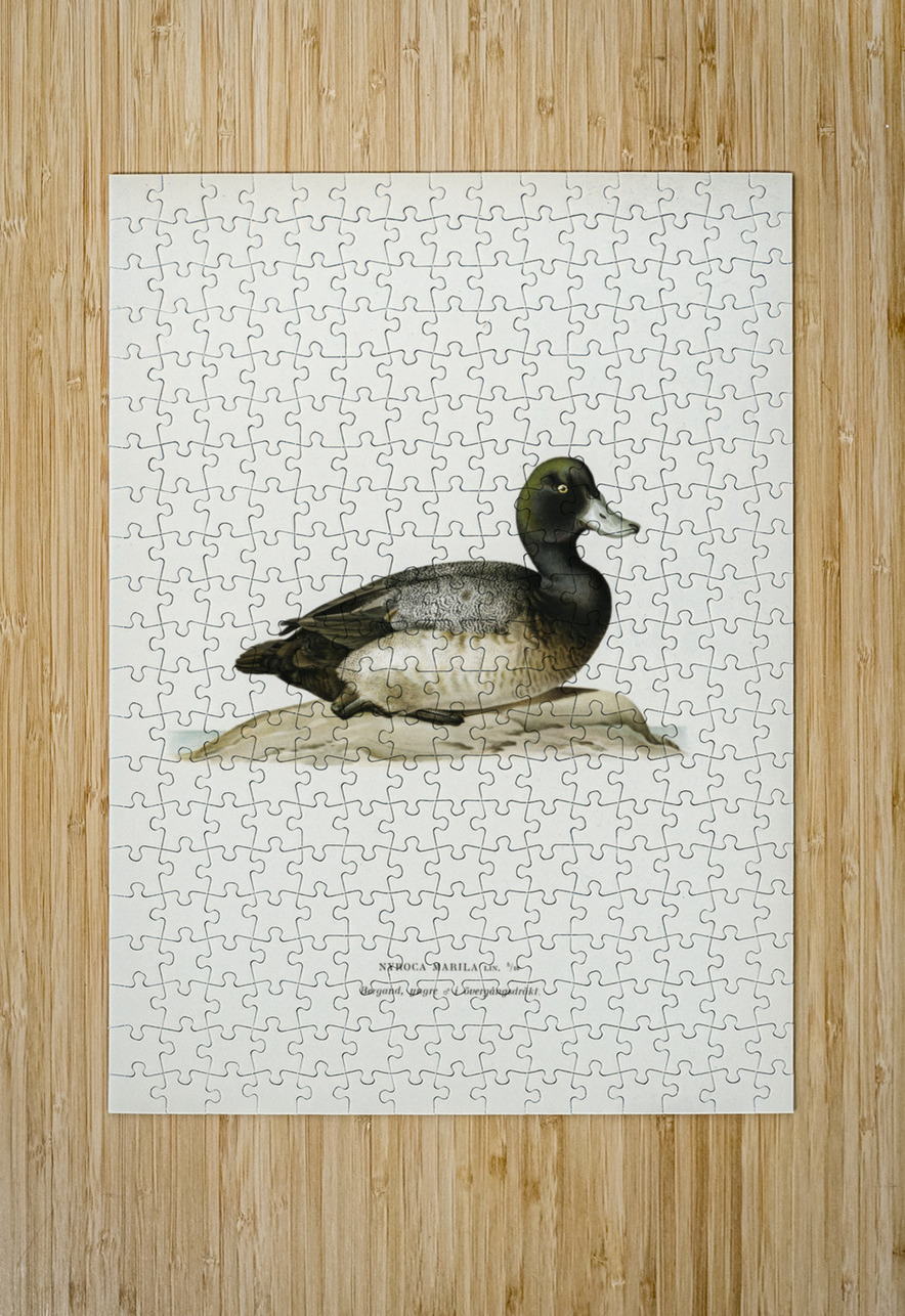 Greater Scaup Scaup female Nyroca marila IStockHistory com Puzzle printing