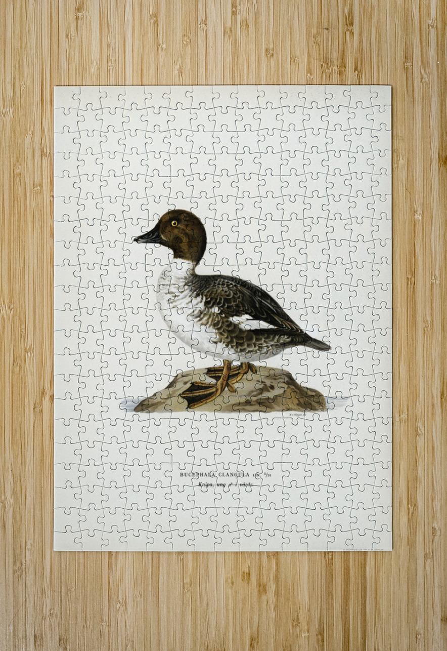 Goldeneye male Bucephala clangula IStockHistory com Puzzle printing