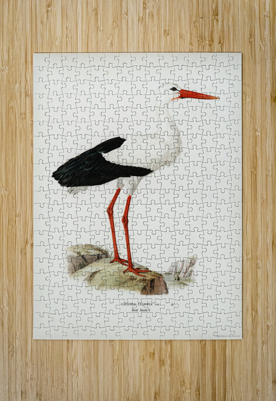 White stork ♀ Ciconia ciconia IStockHistory com Puzzle printing