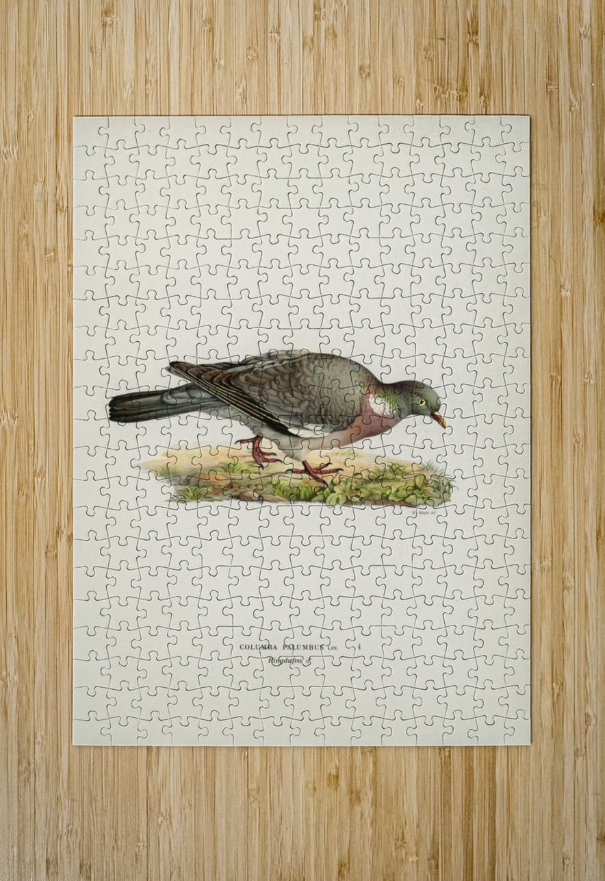 Little gull Larus minutus IStockHistory com Puzzle printing