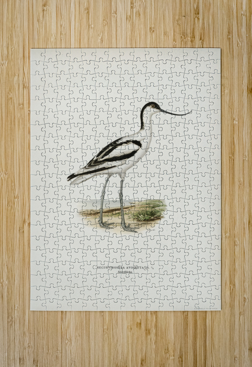 Pied avocet Recurvirostra avosetta IStockHistory com Puzzle printing