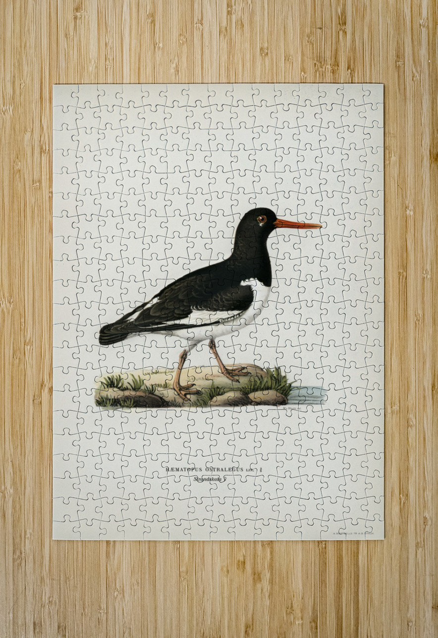 Eurasian oystercatcher ♀ Haematopus ostralegus IStockHistory com Puzzle printing