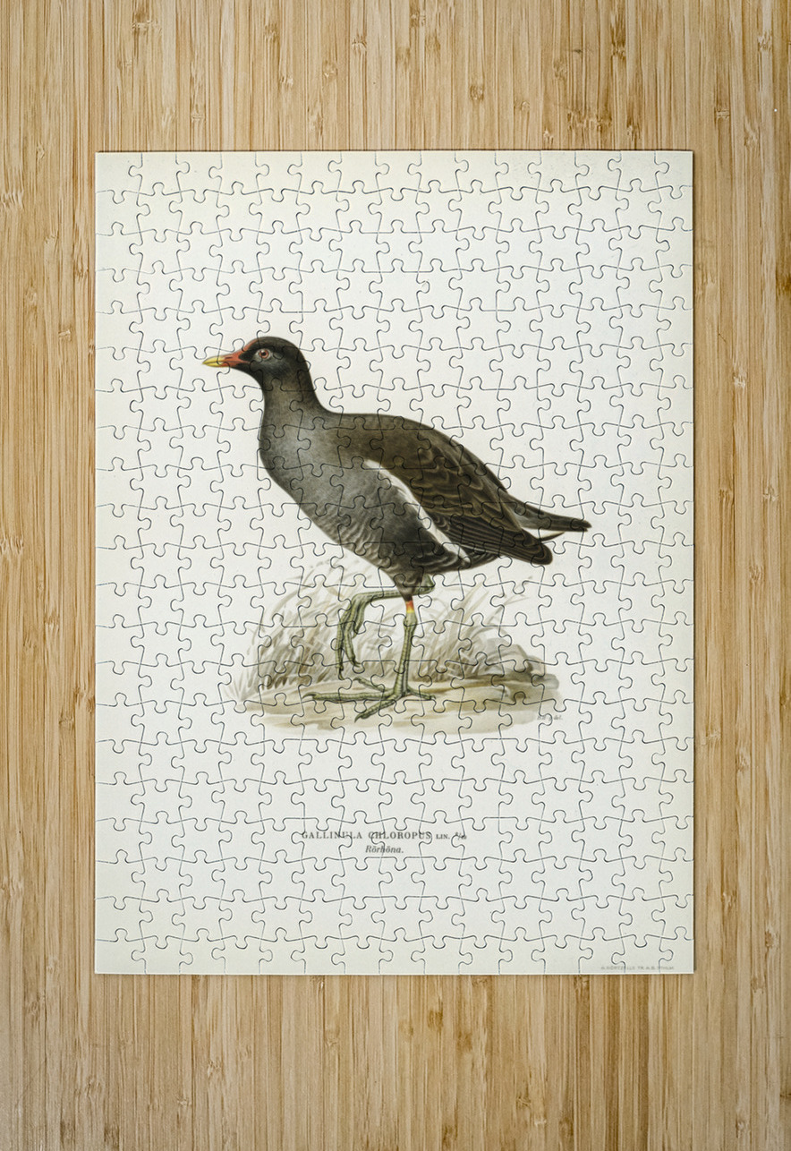 Common moorhen gallinula chloropus IStockHistory com Puzzle printing