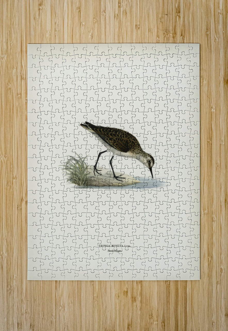 Little stint tringa minuta IStockHistory com Puzzle printing