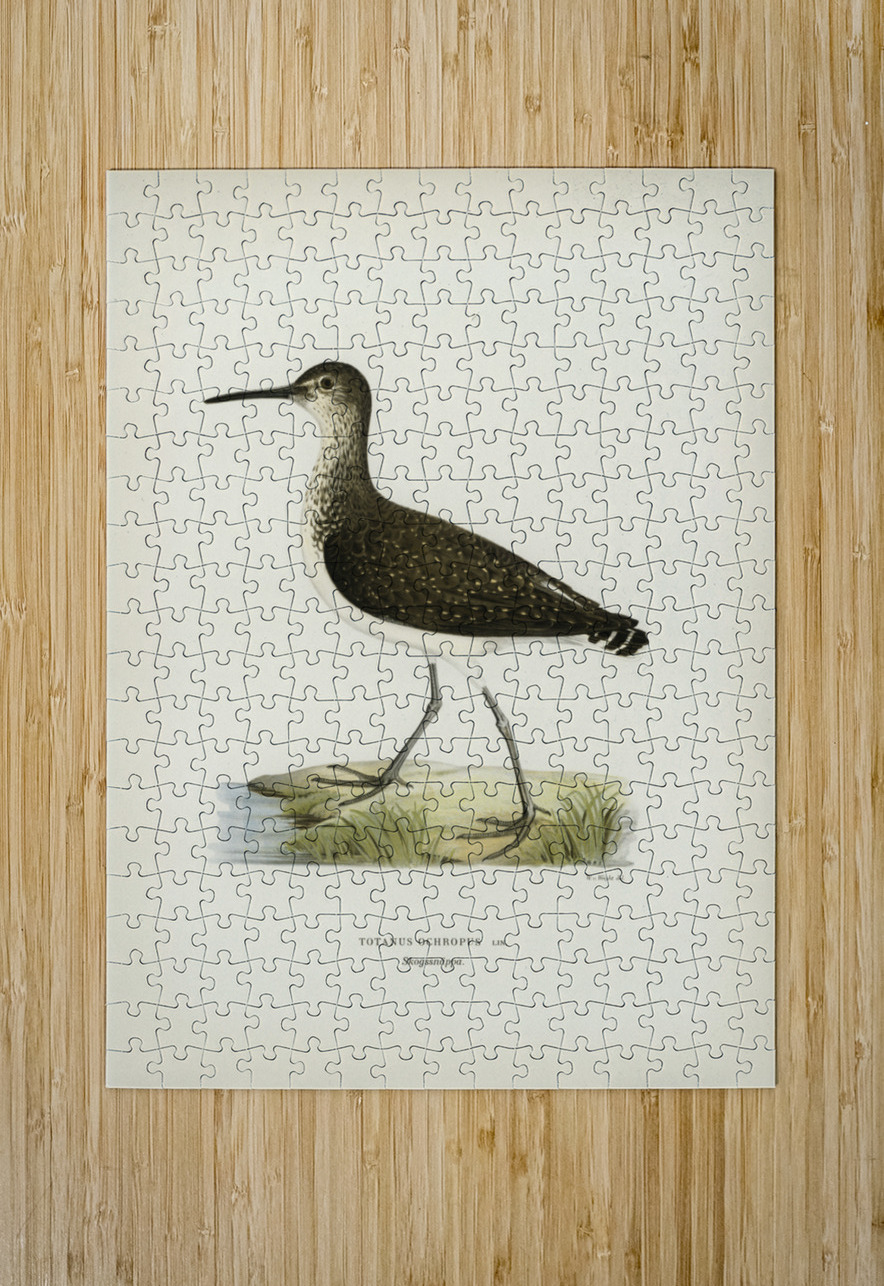 Green Sandpiper Totanus ochropus IStockHistory com Puzzle printing