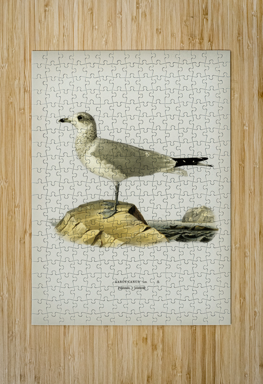 Common gull Larus canus IStockHistory com Puzzle printing