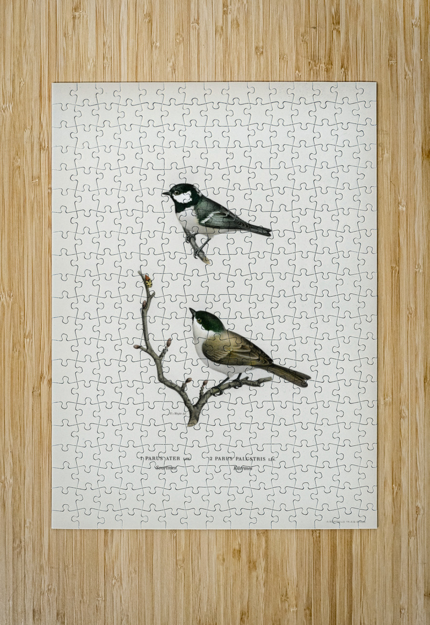 Coal Tit Parus Ater and Marsh Tit Parus Palustris IStockHistory com Puzzle printing