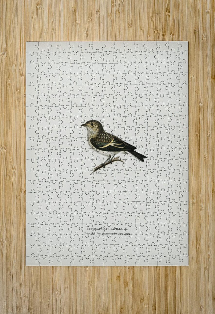 Pied Flycatcher Muscicapa atricapilla IStockHistory com Puzzle printing