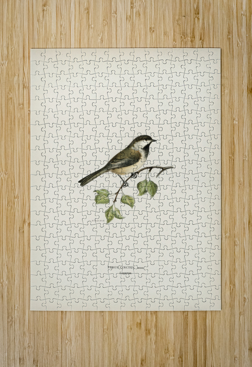 Temminck&39s Stint tringa temminckii IStockHistory com Puzzle printing