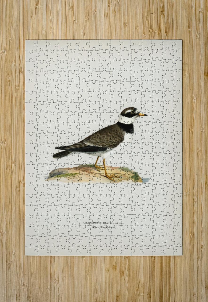 European roller CORACIAS GARRULUS IStockHistory com Puzzle printing