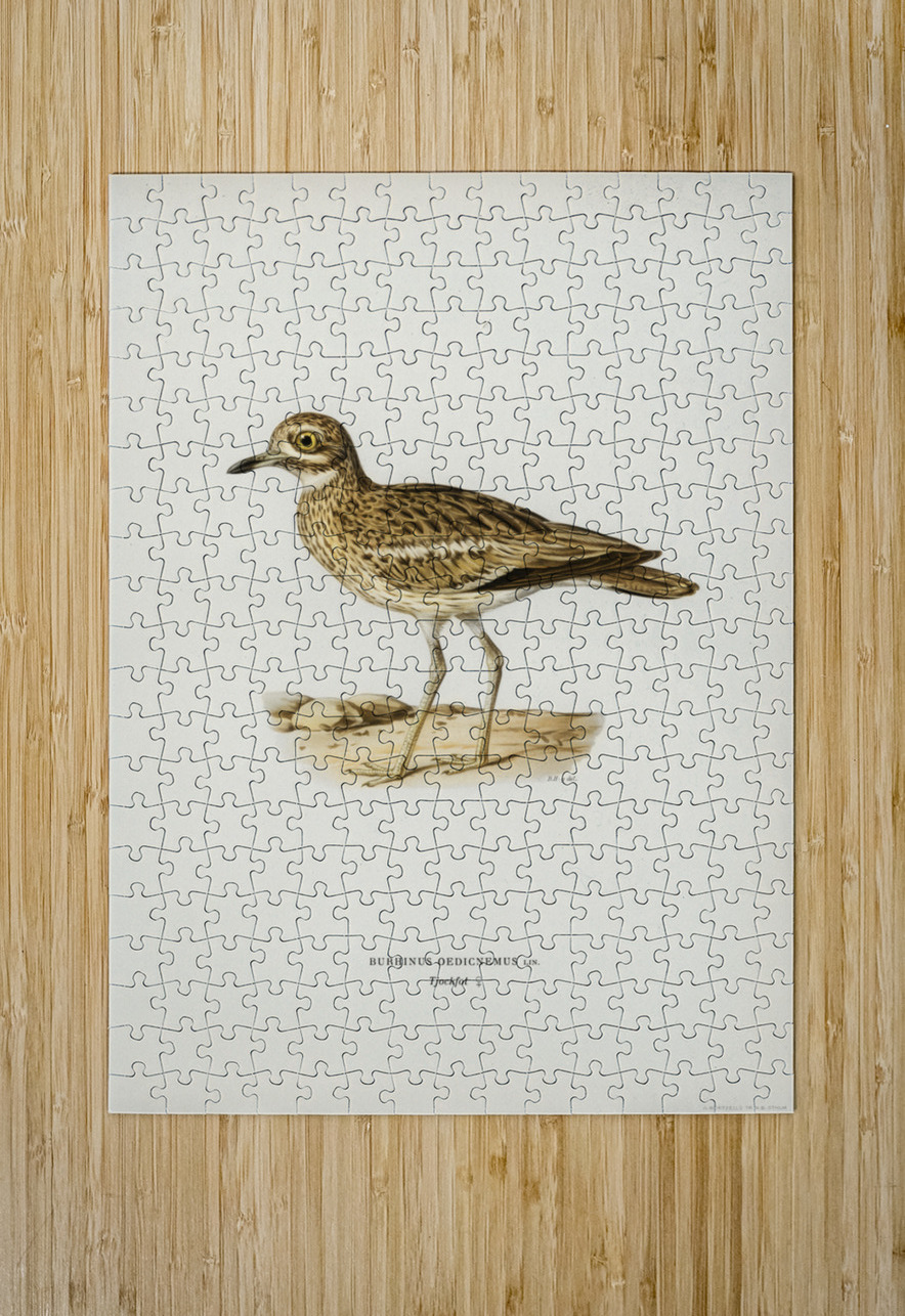 Eurasian stone curlew burhinus oedicnemus IStockHistory com Puzzle printing