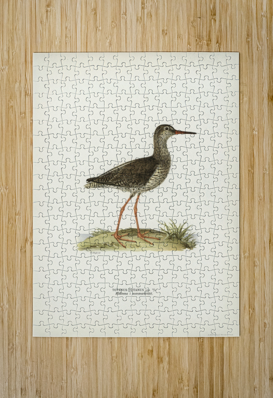 Common redshank Totanus totanus IStockHistory com Puzzle printing