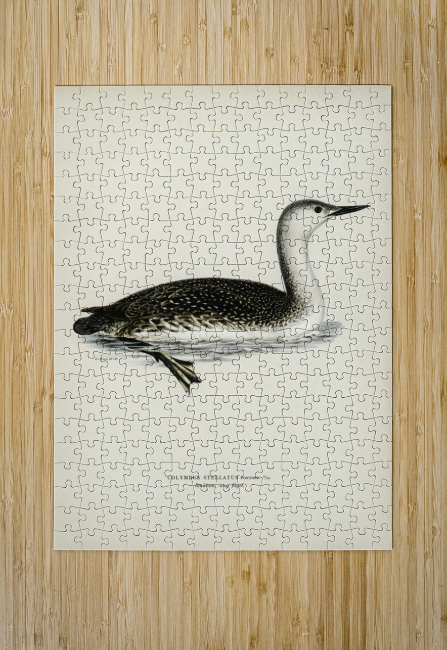 Red-thoated loon Colymbus stellatus IStockHistory com Puzzle printing