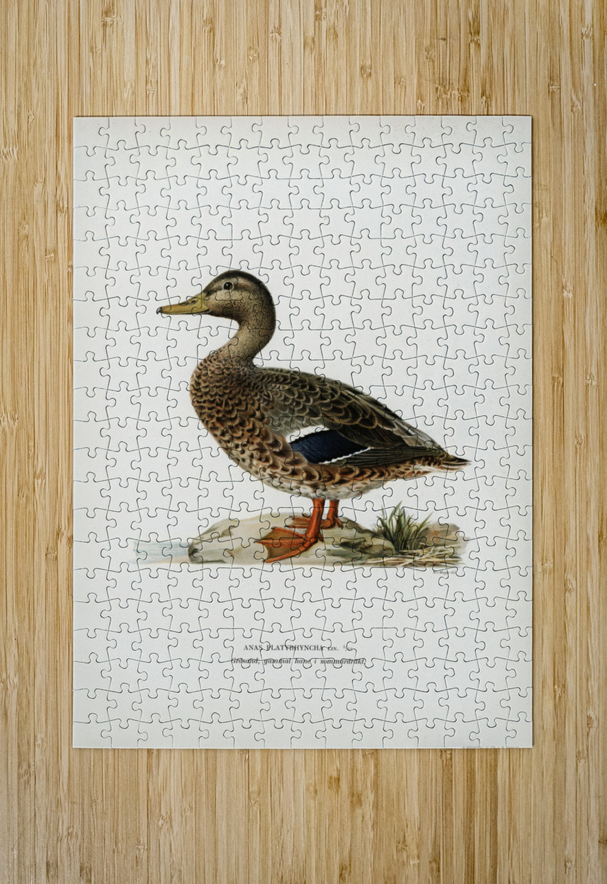 Boreal Owl Tengmalm&39s Owl Aegolius funereus IStockHistory com Puzzle printing