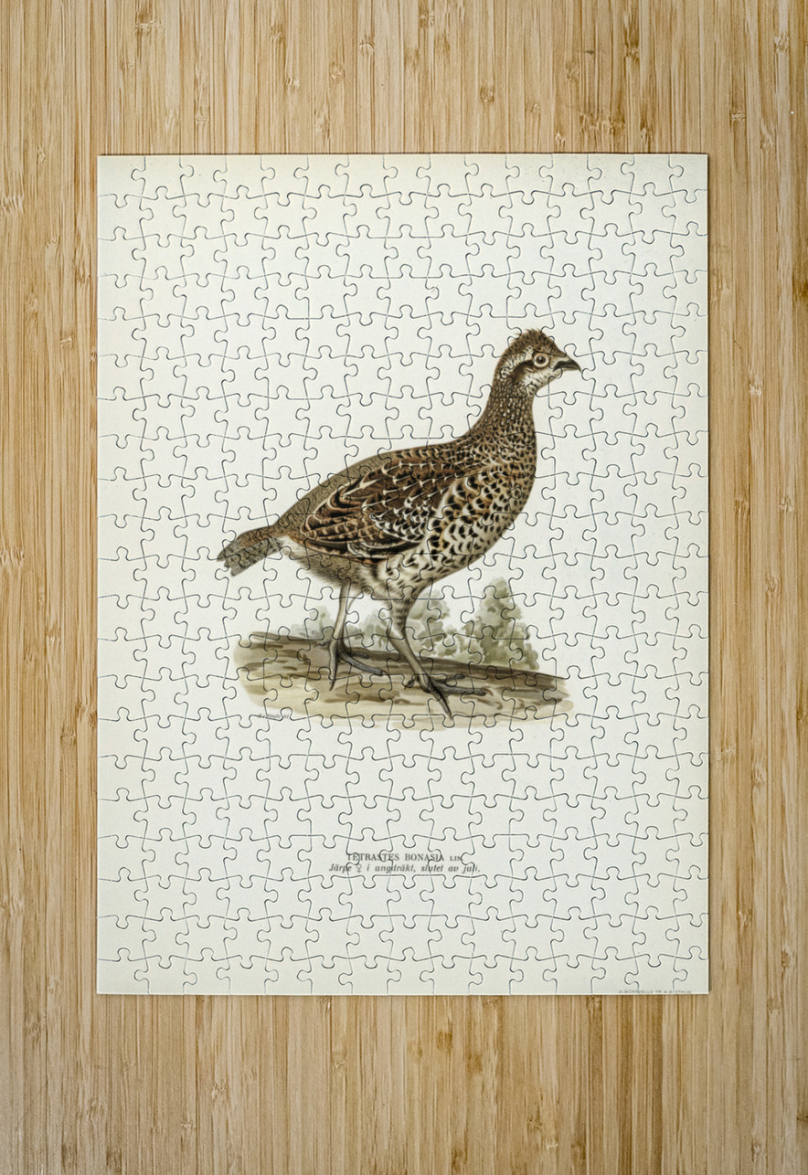 Hazel grouse tetrastes bonasia IStockHistory com Puzzle printing