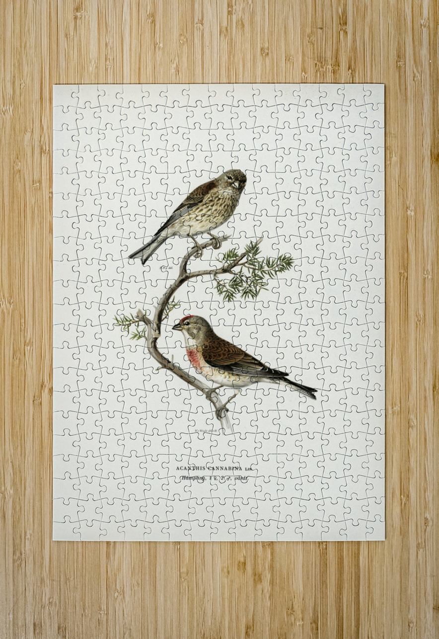 Common linnet Acanthis cannabina IStockHistory com Puzzle printing