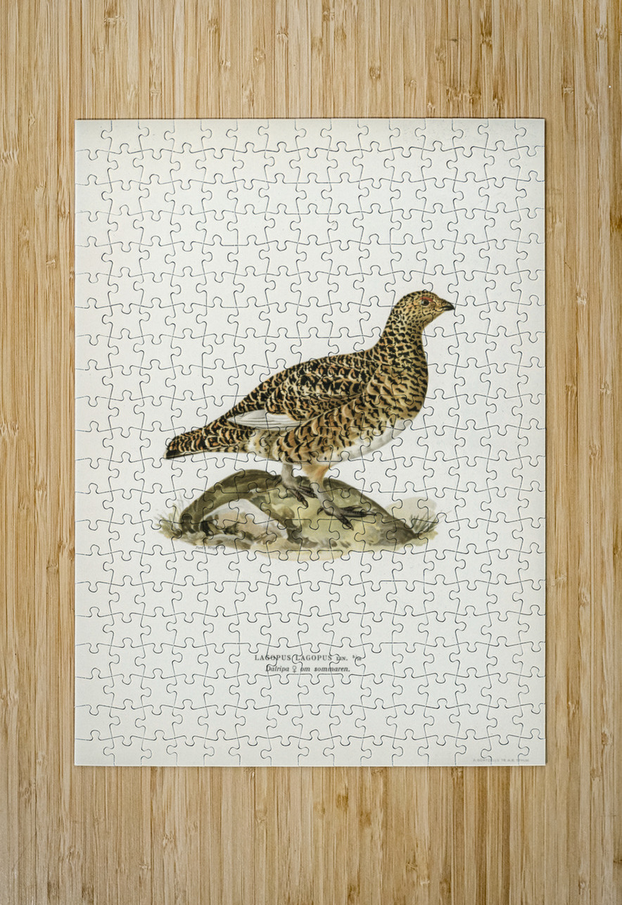 Water pipi ANTHUS SPINOLETTA RUPESTRIS IStockHistory com Puzzle printing