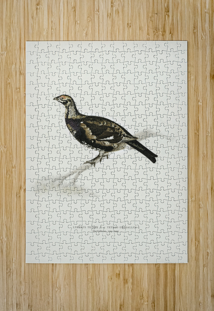Hybrid between Black grouse and Willow ptarmigan Yrurus tetrix x lagopus lagopus IStockHistory com Puzzle printing