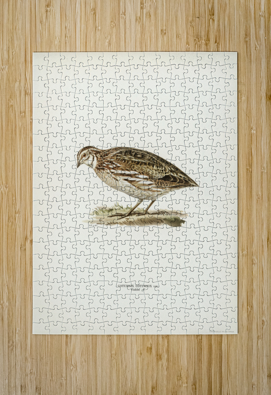 Common quail Coturnix coturnix IStockHistory com Puzzle printing