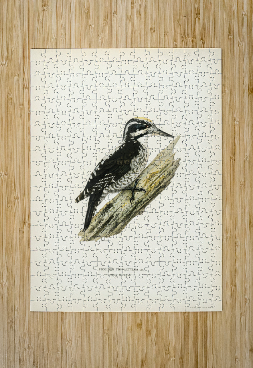 Three-toed woodpecker Picoides Tridactylu IStockHistory com Puzzle printing