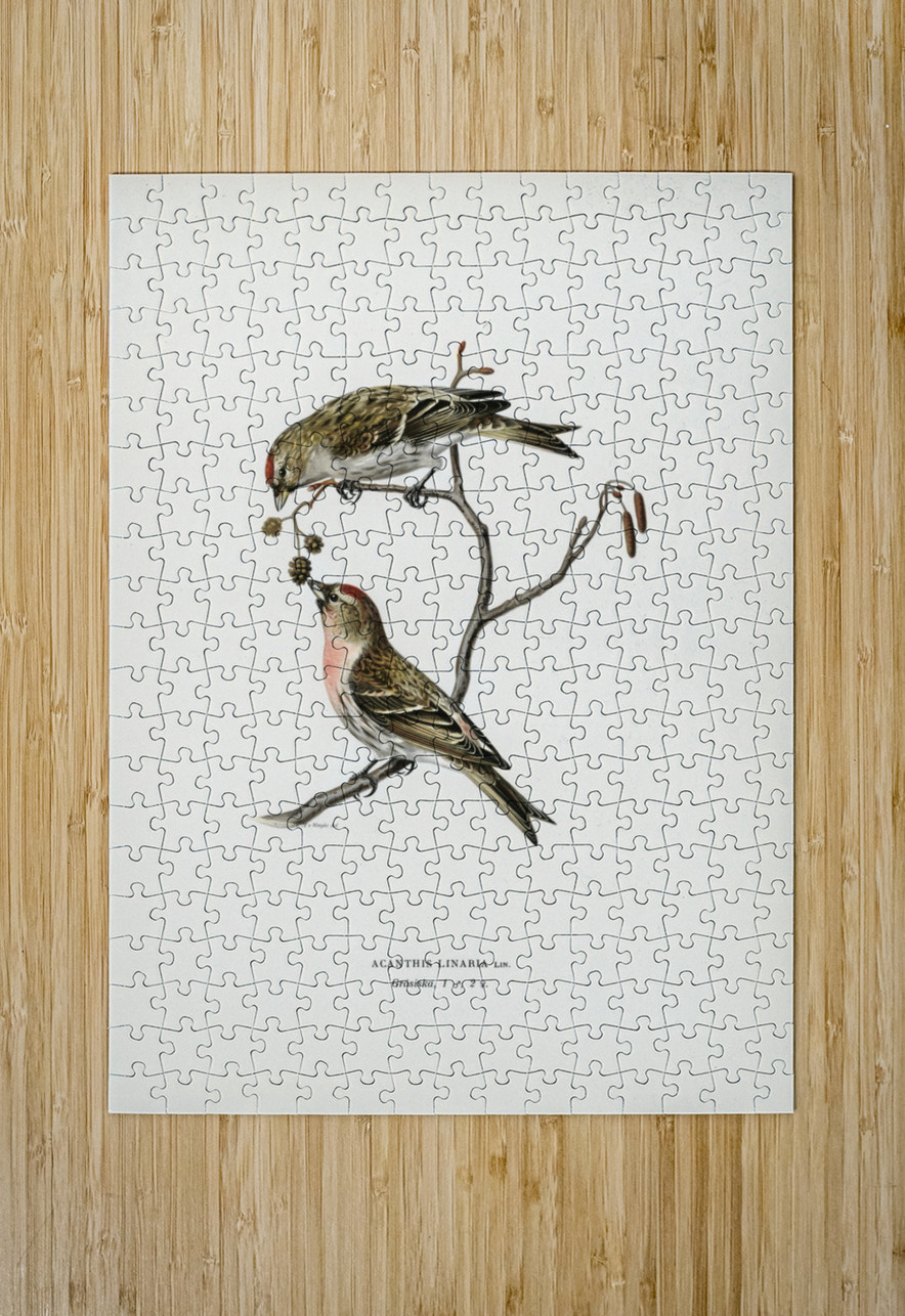common linnet Acanthis linaria IStockHistory com Puzzle printing