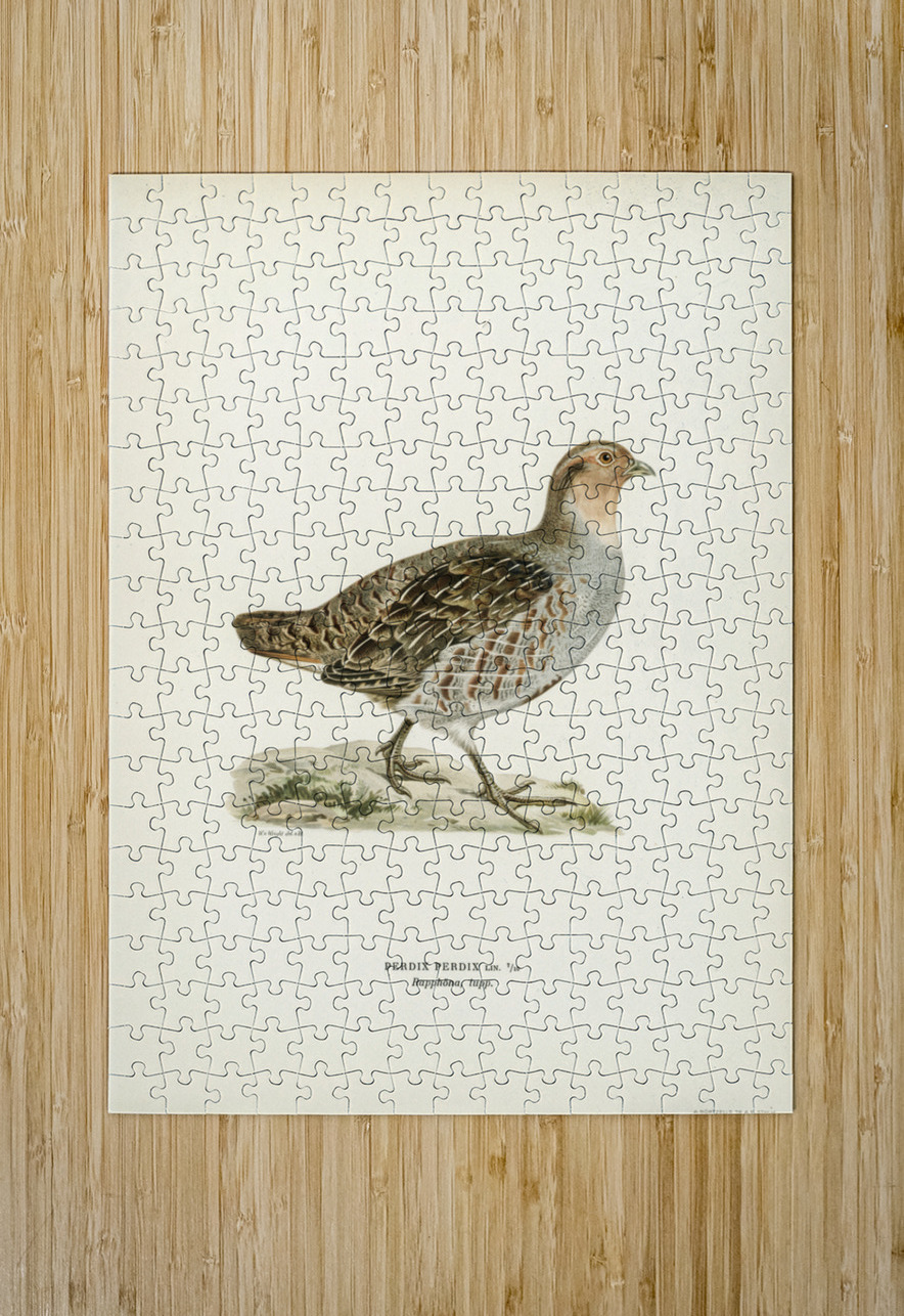 Grey partridge Perdix perdix IStockHistory com Puzzle printing