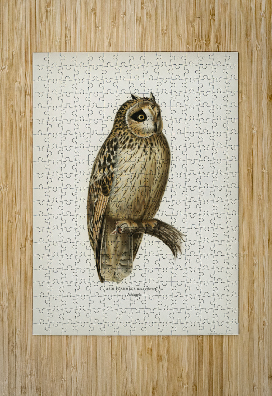 Short-eared Owl Asio flammeus IStockHistory com Puzzle printing