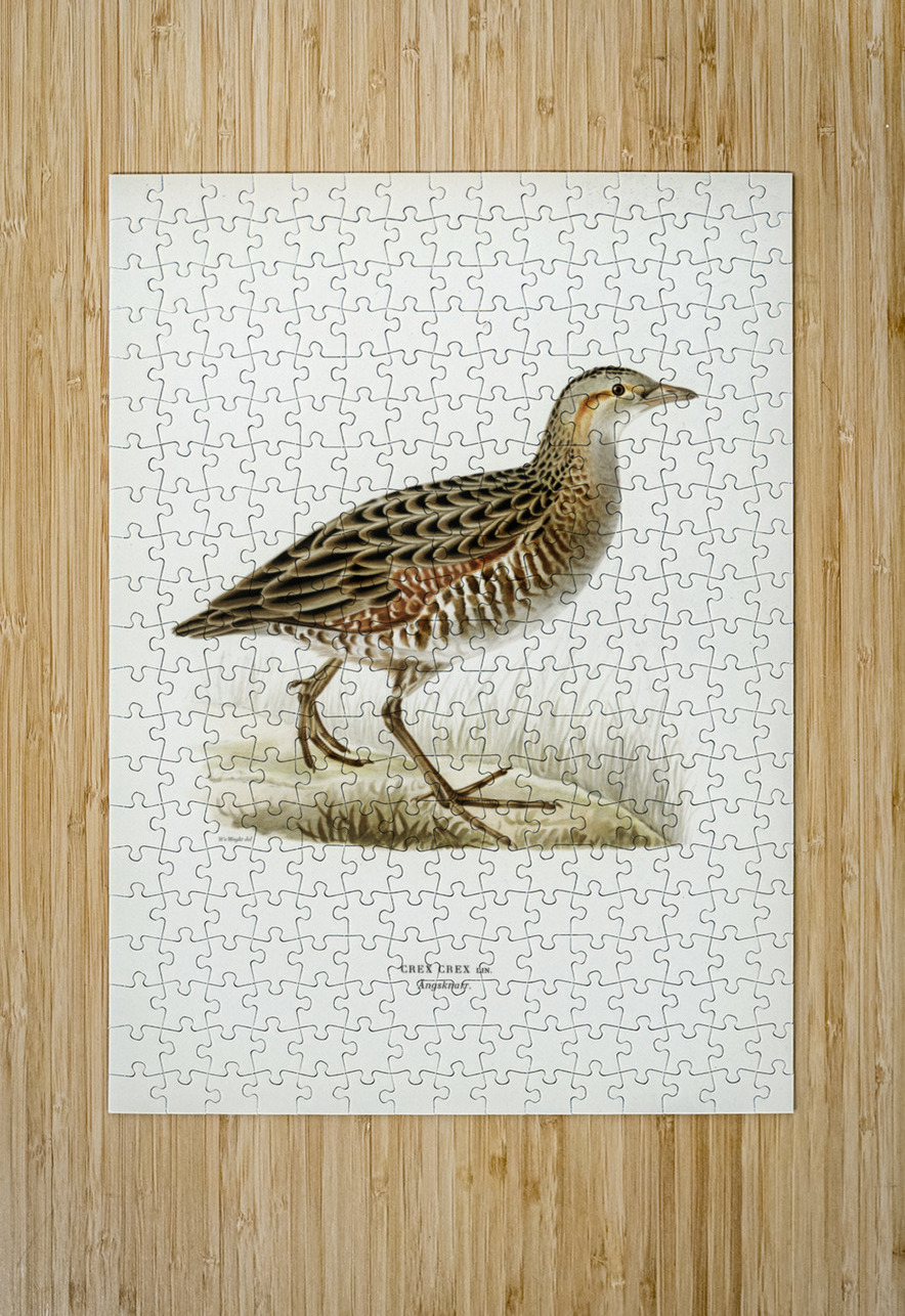 Common Buzzard BUTEO BUTEO IStockHistory com Puzzle printing