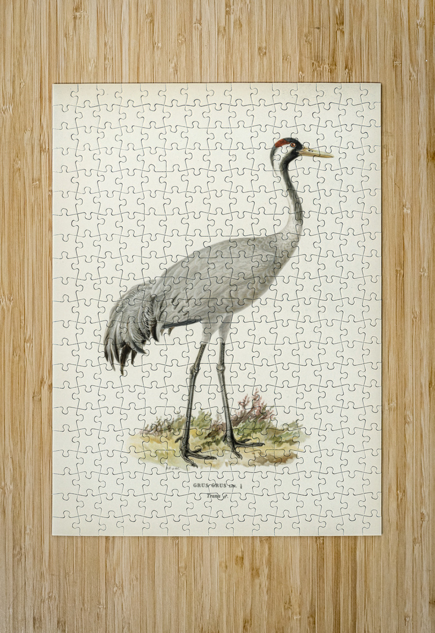 Common Crane Grus Grus IStockHistory com Puzzle printing