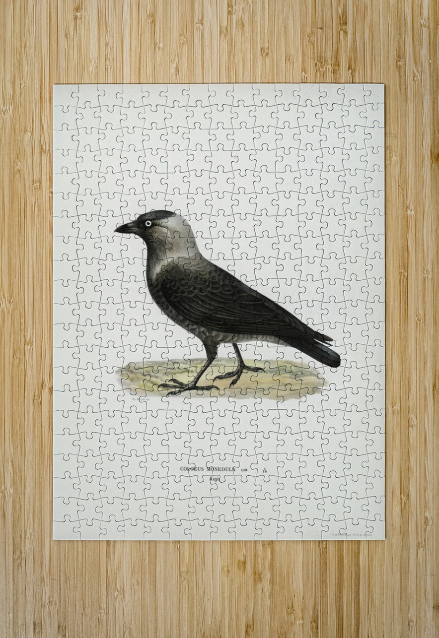 Western jackdaw Coloeus monedula IStockHistory com Puzzle printing