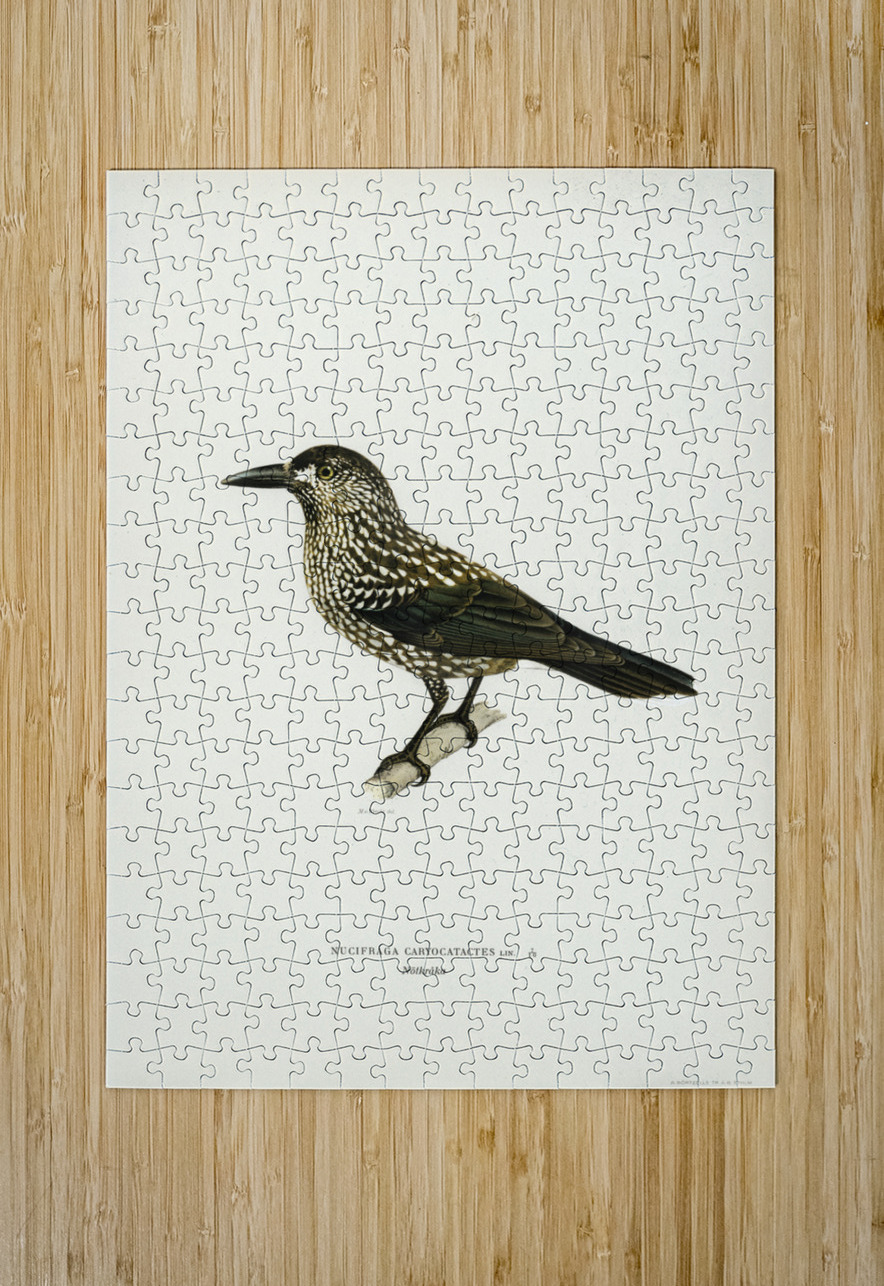 Spotted Nutcracker Nucifraga caryocatactes IStockHistory com Puzzle printing