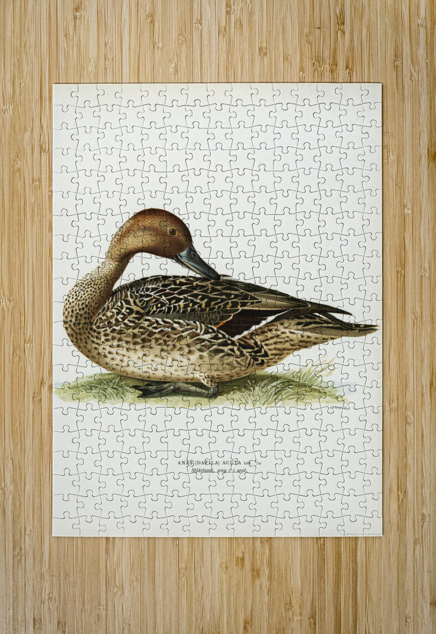 Northern Pintail Anas [dafila] acuta IStockHistory com Puzzle printing