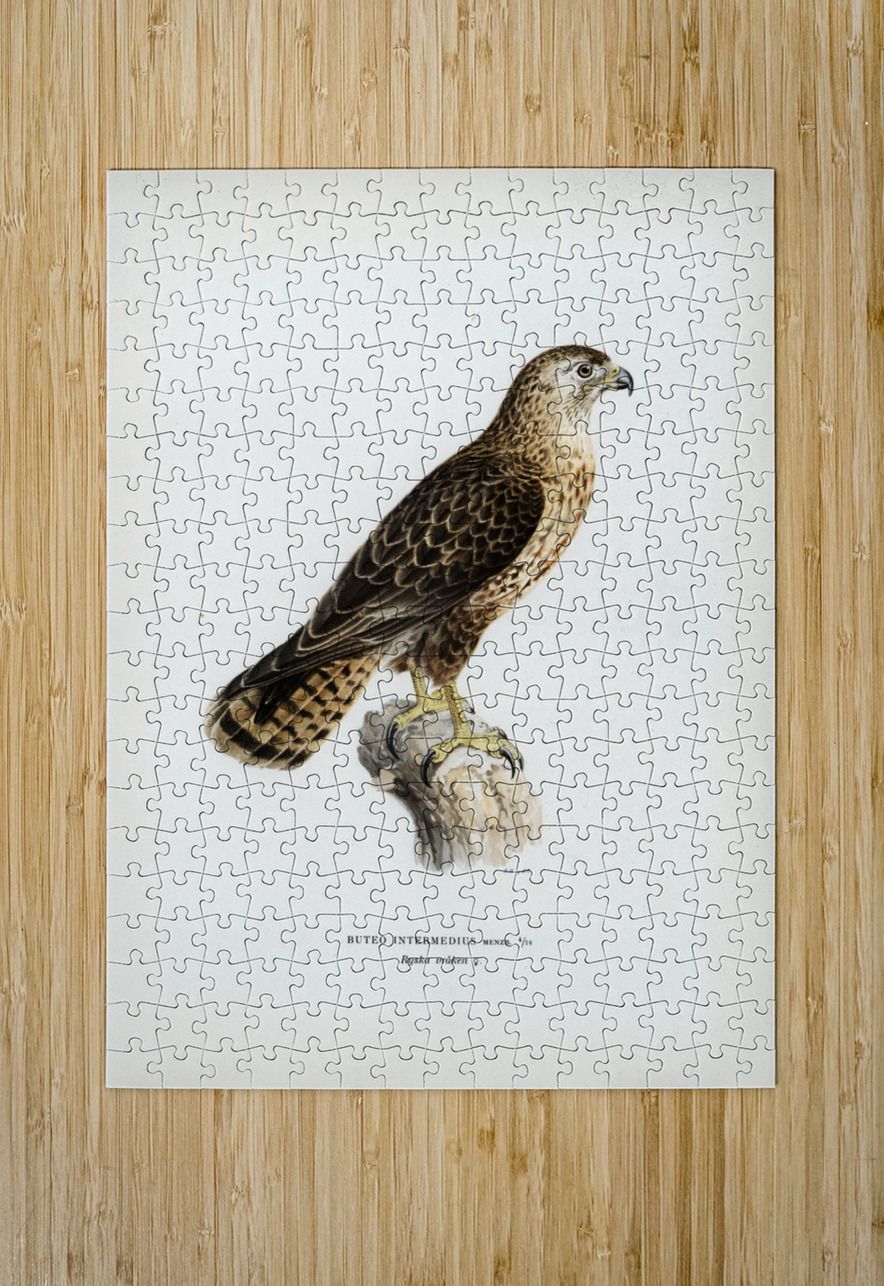 Common Buzzard Buteo buteo intermedius IStockHistory com Puzzle printing