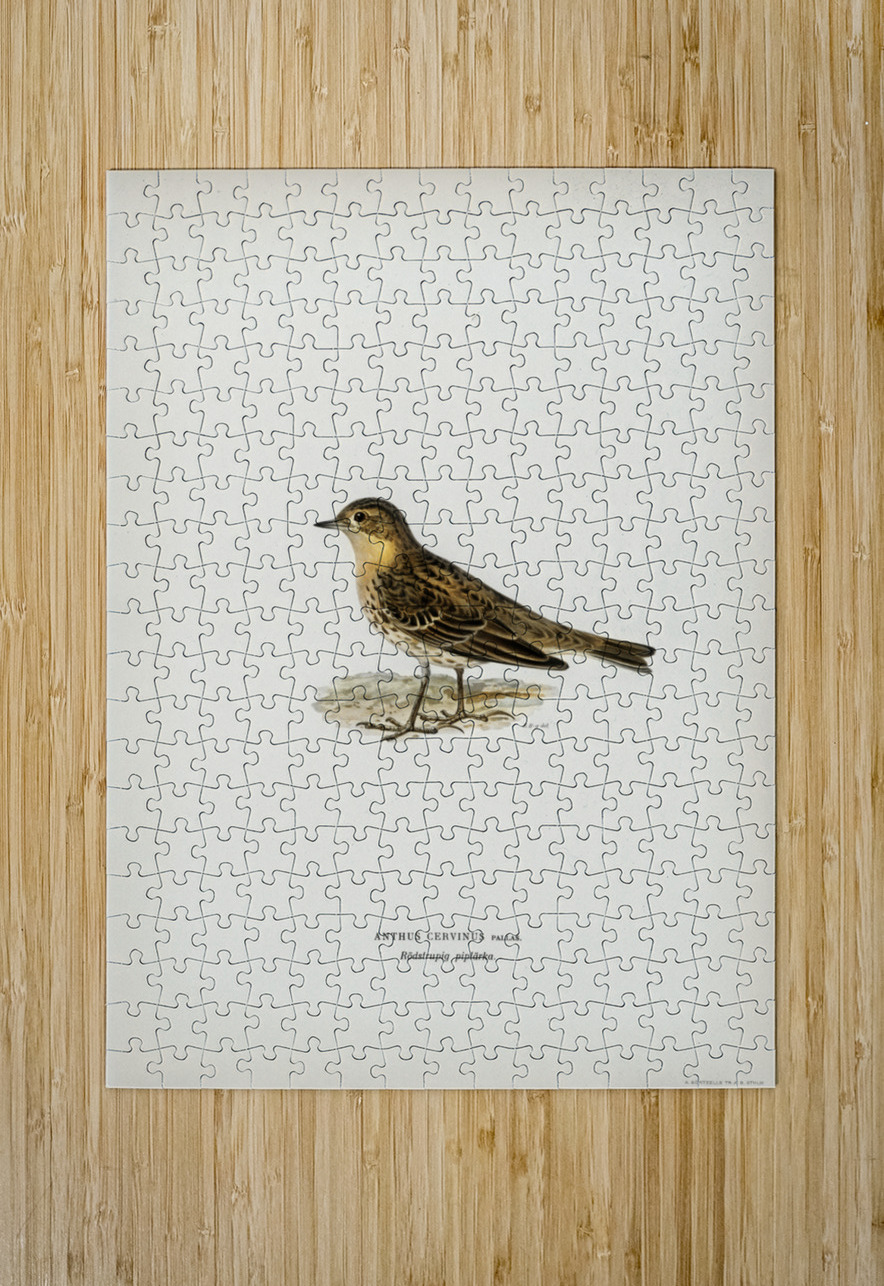 Red-throated pipit Anthus cervinus bird IStockHistory com Puzzle printing