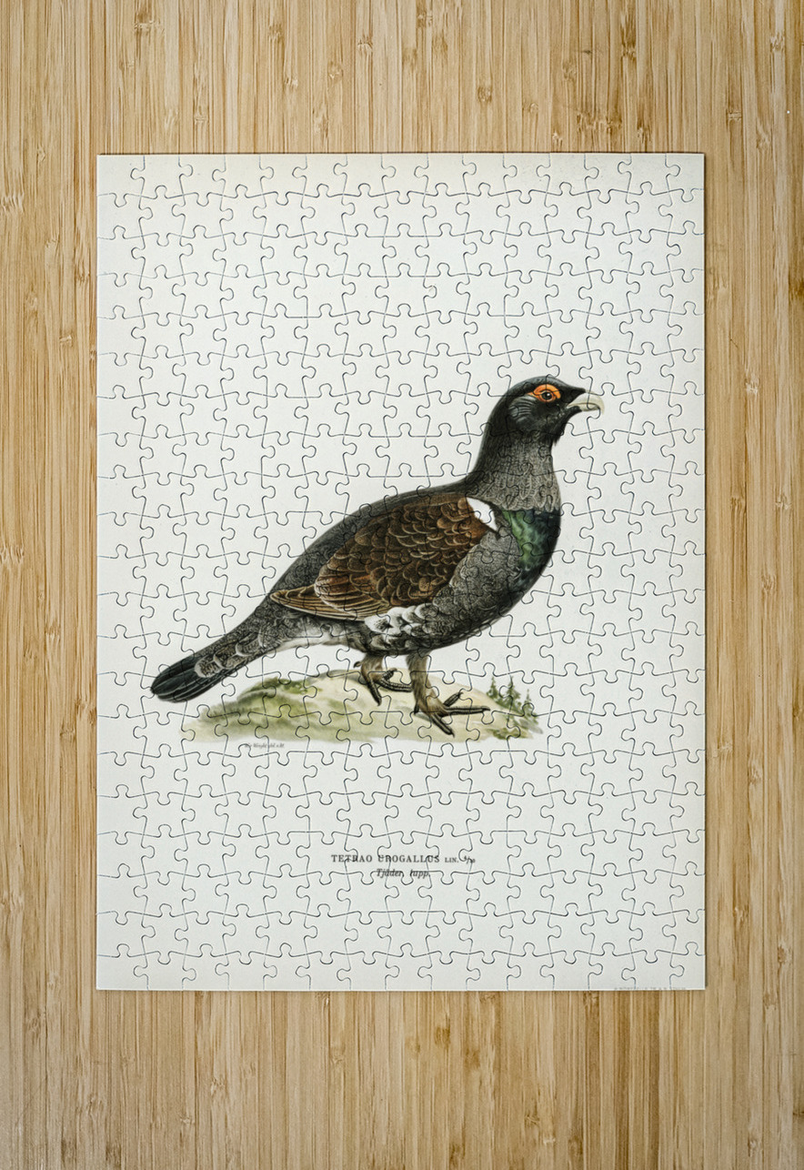 Western capercaillie TETRAO UROGALLUS IStockHistory com Puzzle printing
